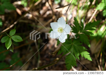 Ichirin浸泡花 Ichirin浸泡花 139078053