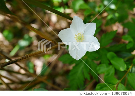 Ichirin浸泡花 Ichirin浸泡花 139078054