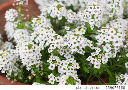 Alissam的花 Alissam的花 139078168