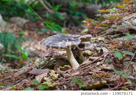 Unidentified mushroom, April 2026 Unidentified mushroom, April 2026 139078171