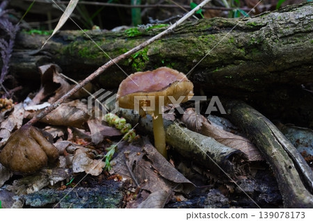 Unidentified mushroom, April 2026 Unidentified mushroom, April 2026 139078173