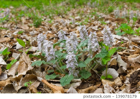 Flower of Jeunichtoe 139078179