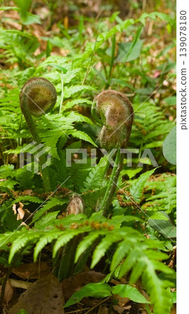 發條 139078180