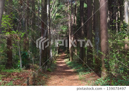 2026年4月,千葉縣船橋市船橋縣立森林周邊 2026年4月,千葉縣船橋市船橋縣立森林周邊 139078497