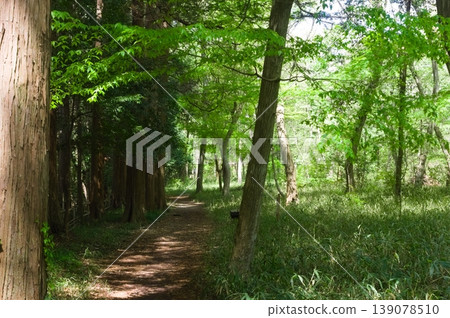 Around Funabashi Prefectural Forest, Funabashi City, Chiba Prefecture, April 2026 Around Funabashi Prefectural Forest, Funabashi City, Chiba Prefecture, April 2026 139078510