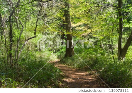 Around Funabashi Prefectural Forest, Funabashi City, Chiba Prefecture, April 2026 139078511