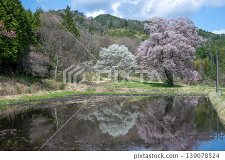 A very beautiful large cherry tree in Tojo-cho, Shobara City, Hiroshima Prefecture, Japan A very beautiful large cherry tree in Tojo-cho, Shobara City, Hiroshima Prefecture, Japan 139078524