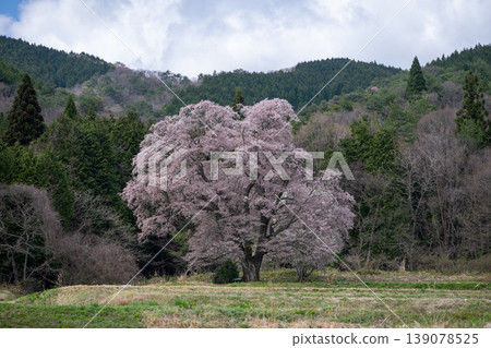 日本廣島縣莊原市東上町的一棵非常美麗的大櫻花樹 日本廣島縣莊原市東上町的一棵非常美麗的大櫻花樹 139078525