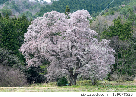 A very beautiful large cherry tree in Tojo-cho, Shobara City, Hiroshima Prefecture, Japan A very beautiful large cherry tree in Tojo-cho, Shobara City, Hiroshima Prefecture, Japan 139078526