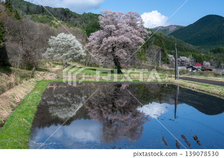 A very beautiful large cherry tree in Tojo-cho, Shobara City, Hiroshima Prefecture, Japan A very beautiful large cherry tree in Tojo-cho, Shobara City, Hiroshima Prefecture, Japan 139078530