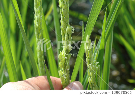 Newly bloomed rice flowers Newly bloomed rice flowers 139078565