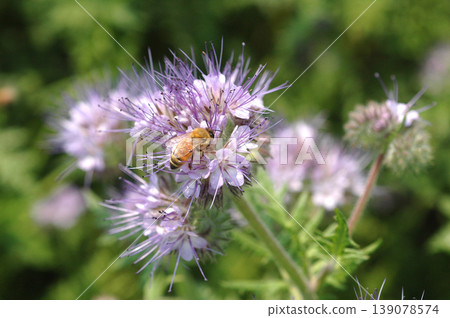 A bee is visiting a pale purple succulent flower. 139078574
