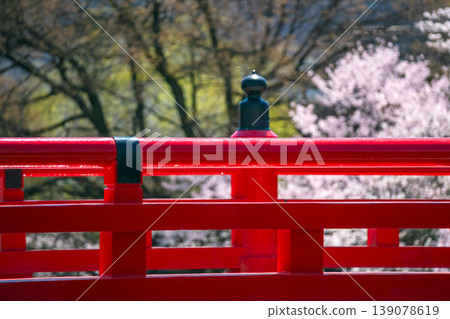 260408 中橋櫻 g032 260408 中橋櫻 g032 139078619