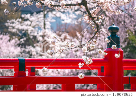 260408 Nakahashi Sakura g079 260408 Nakahashi Sakura g079 139078635