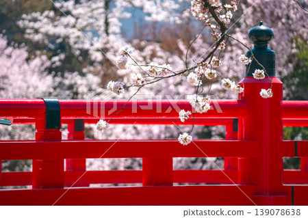 260408 中橋櫻 g086 139078638