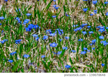 Colony of Gentian Gentiana Colony of Gentian Gentiana 139078648