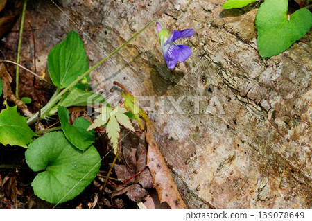 The purple petals of the Viola odorata The purple petals of the Viola odorata 139078649