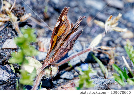 Overwintering butterfly, the Long-nosed Butterfly (female) Overwintering butterfly, the Long-nosed Butterfly (female) 139078660