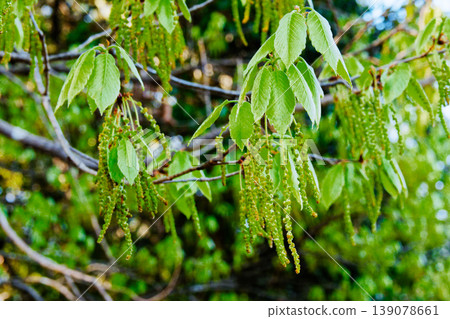 New leaves of Quercus serrata New leaves of Quercus serrata 139078661