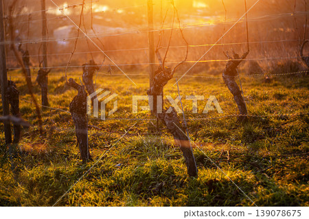 Sunset over dormant vineyard in early spring at golden hour with leafless grapevines in warm sunset light. Selective focus 139078675