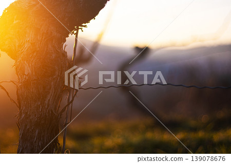 Sunset over dormant vineyard in early spring at golden hour with leafless grapevines in warm sunset light. Selective focus Sunset over dormant vineyard in early spring at golden hour with leafless grapevines in warm sunset light. Selective focus 139078676
