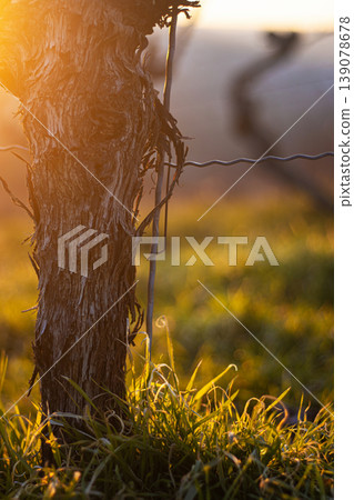 Closeup of grapevine trunk and grass at sunset in spring vineyard during golden hour. Soft focus 139078678