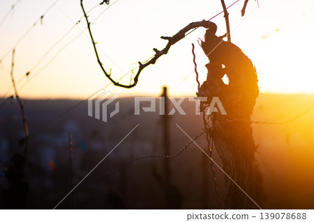 Sunset over dormant vineyard in early spring at golden hour with leafless grapevines in warm sunset light. Selective focus Sunset over dormant vineyard in early spring at golden hour with leafless grapevines in warm sunset light. Selective focus 139078688
