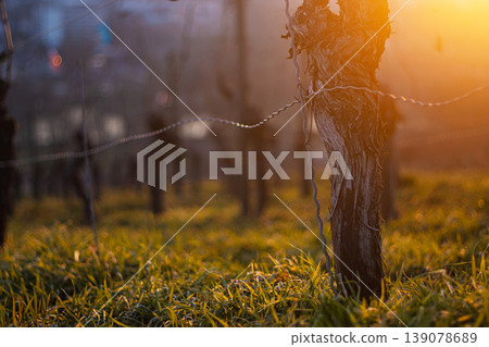 Sunset over dormant vineyard in early spring at golden hour with leafless grapevines in warm sunset light. Selective focus Sunset over dormant vineyard in early spring at golden hour with leafless grapevines in warm sunset light. Selective focus 139078689