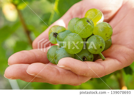 Woman is holding cluster of freshly harvested green grapes in open hands. Fresh grapevines cluster resting in an open palms. Vineyard farming, fruit cultivation, wine making, food production. Woman is holding cluster of freshly harvested green grapes in open hands. Fresh grapevines cluster resting in an open palms. Vineyard farming, fruit cultivation, wine making, food production. 139078693