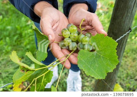 Woman is holding cluster of freshly harvested green grapes with vine leaf in open hands. Fresh grapevines in an open palms. Vineyard farming, fruit cultivation, wine making, food production. 139078695