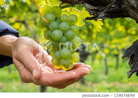 Woman holding a bunch of ripe grapes in open hands. Green grape cluster hanging on a twisted vine. Ripe grapevine growing on an old trunk in a lush vineyard in Wuerzburg, Franconia, Bavaria, Germany Woman holding a bunch of ripe grapes in open hands. Green grape cluster hanging on a twisted vine. Ripe grapevine growing on an old trunk in a lush vineyard in Wuerzburg, Franconia, Bavaria, Germany 139078699