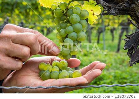 Closeup of a hands of a woman gently picking fresh green grapes, harvesting ripe berries from a grape cluster in a vineyard. Organic farming, winemaking, and agricultural traditions. Closeup of a hands of a woman gently picking fresh green grapes, harvesting ripe berries from a grape cluster in a vineyard. Organic farming, winemaking, and agricultural traditions. 139078702