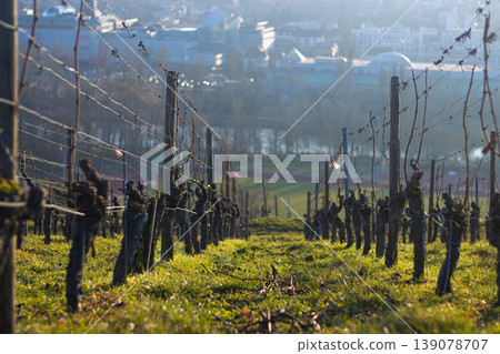 Symmetrical rows of dormant grapevines in a vineyard in sunset, with a distant view of a Wurzburg city, Bavaria, Germany. Selective focus Symmetrical rows of dormant grapevines in a vineyard in sunset, with a distant view of a Wurzburg city, Bavaria, Germany. Selective focus 139078707
