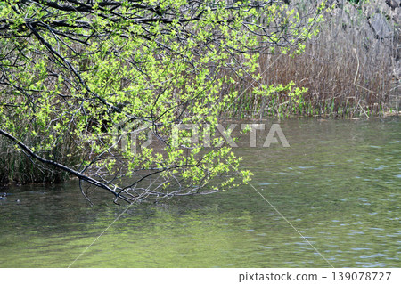 Spring by the water's edge: New leaves of the alder tree (Betulaceae family) Spring by the water's edge: New leaves of the alder tree (Betulaceae family) 139078727