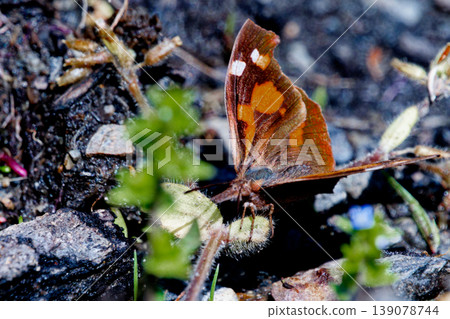 Overwintering butterfly, the Long-nosed Butterfly (female) Overwintering butterfly, the Long-nosed Butterfly (female) 139078744