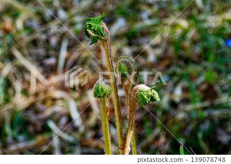 日本紫萁（Osmunda japonica）的營養葉和嫩芽（屬於紫萁屬的一種蕨類植物）。 139078748