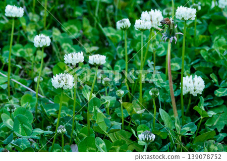 Clover flowering 139078752