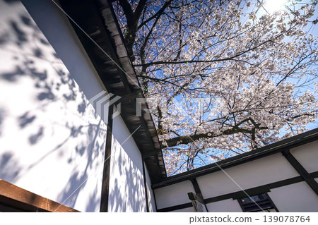 260408 Enakogawa Sakura s013 139078764