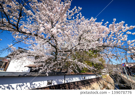 260408 Enakogawa Sakura s029 260408 Enakogawa Sakura s029 139078776