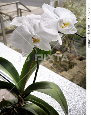Close-up of a blooming white philonopsis orchid on a windowsill Close-up of a blooming white philonopsis orchid on a windowsill 139078798