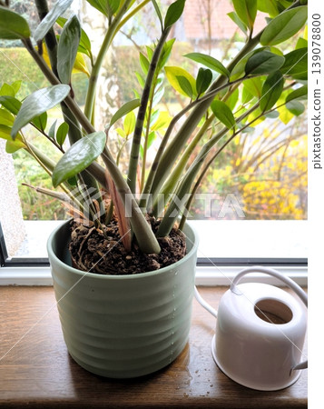 A Zamioculcas houseplant in a ceramic pot on a windowsill 139078800