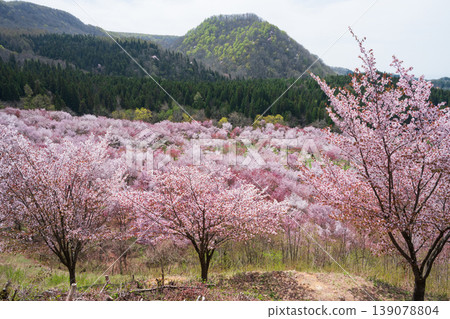 裡磐梯櫻花峠的大山櫻 裡磐梯櫻花峠的大山櫻 139078804