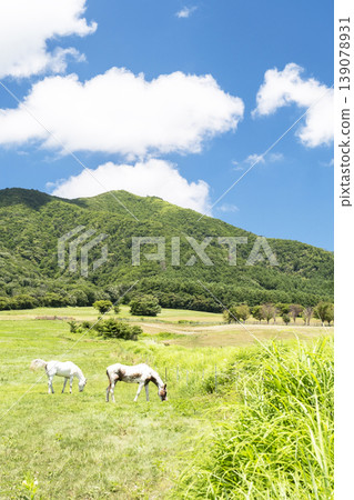 Image of early summer and fresh greenery (Hiruzen Plateau) Image of early summer and fresh greenery (Hiruzen Plateau) 139078931