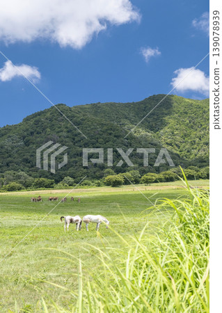Image of early summer and fresh greenery (Hiruzen Plateau) Image of early summer and fresh greenery (Hiruzen Plateau) 139078939
