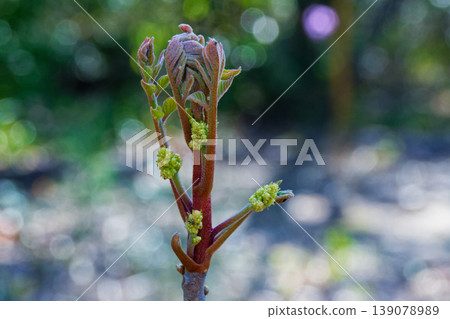 漆樹（Rhus trichocarpa）的新芽，漆樹是漆樹科的一種植物。 139078989