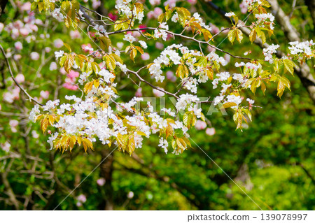 Blooming of Yamazakura, the basic wild species of the Japanese endemic genus Cherry 139078997