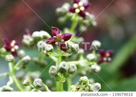日本珊瑚(Aucuba japonica)的花、葉,雌雄異株(雄株和雌株分開)。 日本珊瑚(Aucuba japonica)的花、葉,雌雄異株(雄株和雌株分開)。 139079018