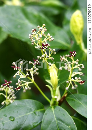 日本珊瑚(Aucuba japonica)的花、葉,雌雄異株(雄株和雌株分開)。 日本珊瑚(Aucuba japonica)的花、葉,雌雄異株(雄株和雌株分開)。 139079019