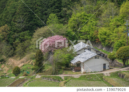 Springtime mountain village scenery, Asuka Village, Takaichi District, Nara Prefecture Springtime mountain village scenery, Asuka Village, Takaichi District, Nara Prefecture 139079026