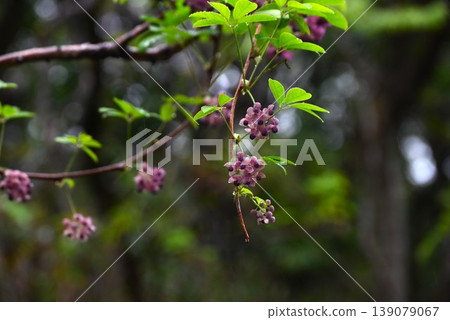 Akebia flower 139079067